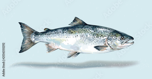 Tableau sur toile Trout, salmon fish, seafood and underwater animal, cut isolated illustration watercolor style