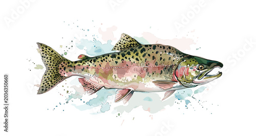 Φωτογραφία Watercolor rainbow trout (Oncorhynchus mykiss)