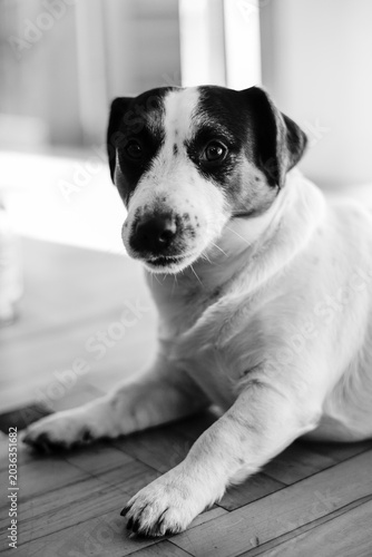 Billede på lærred jack russell terrier in black and white