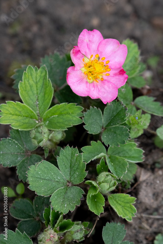 Fragaria virginiana bush with pink flower and leaves, top view