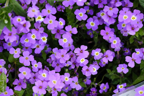 aubrieta cultorum flowers close-up