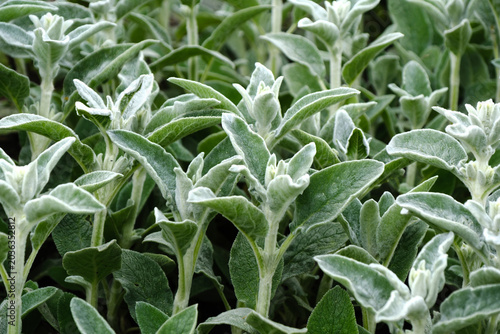 Stachys byzantina  close-up
