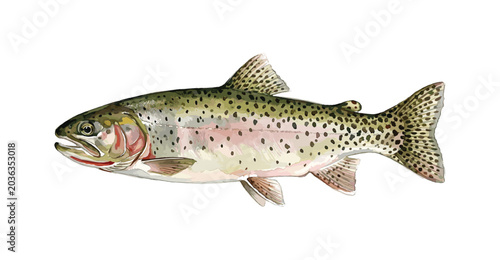 Slika na platnu Freshwater fish of the Far East - Pink salmon female, Isolated on a white backgr