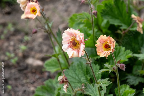 Geum rivale, the water avens - flower