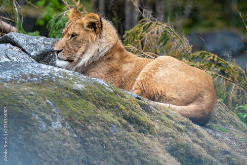 A lion lies on a large rock in a forest. The animal is resting while surrounded by trees and soft moss. Sunlight shines through the leaves and creates a natural setting