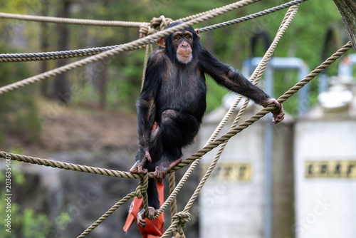 A chimpanzee rests on a network of ropes hanging between trees at the zoo. The setting is outdoor with greenery in the background during the daytime