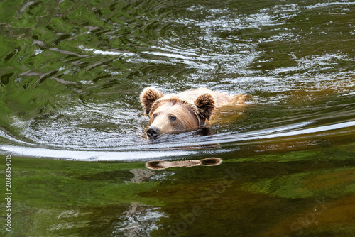 A bear is swimming in a river surrounded by trees. The water is clear and reflects the bear's image. The scene takes place during summer in Alaska when the weather is warm