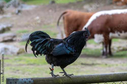 A rooster is perched on a wooden fence in a farmyard. Cows are grazing in the background. This scene takes place in a rural area during the day