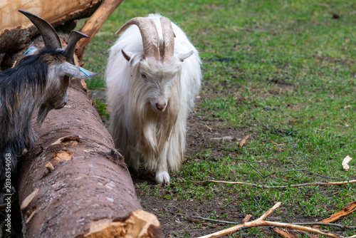 A goat walks on grassy ground next to a large log. Another goat is near the log. The scene shows farm life with animals outdoors in daylight