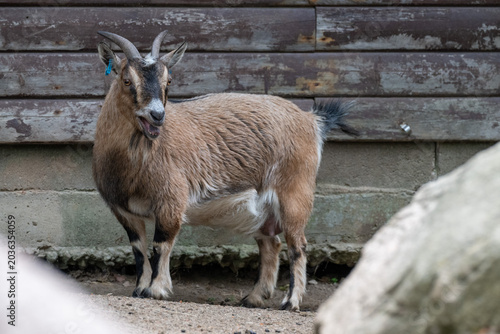 A goat is seen standing next to a wooden fence in a zoo. The animal appears alert and is looking around. The ground is dirt with some rocks nearby