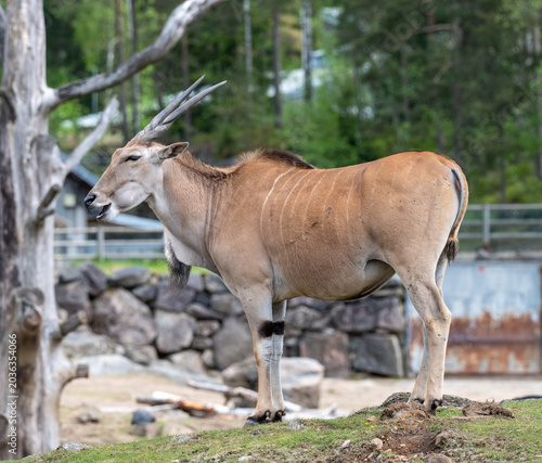An eland stands on the grass near a stone wall. The animal looks around while enjoying the warmth of the sun. Trees and the sky are visible in the background