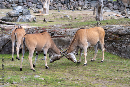 Eland antelopes are seen interacting by pushing their heads against each other in a grassy area. The scene is set near rocky formations with trees around. This occurs during the daytime