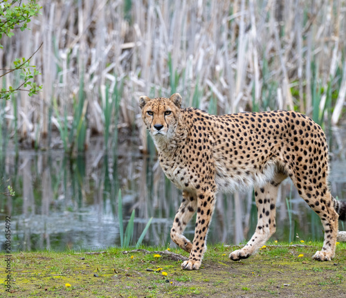 A cheetah moves gracefully by a pond that is lined with tall plants and reeds. The scene shows a typical habitat for the cheetah in the wild during daytime