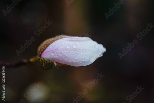 Obraz na plátně pink magnolia bud with rain drops