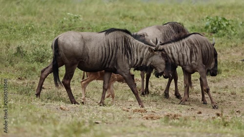 Small wildebeest family with a young calf standing together in the open African savanna, surrounded by dry grass and warm sunlight, capturing a peaceful wildlife moment in nature.