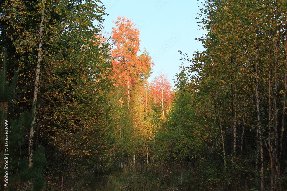 Fototapeta premium autumn in the forest