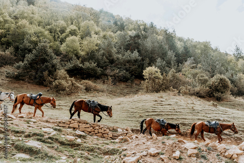 Photos Herd of harnessed horses walk in arid area, horseback riding on