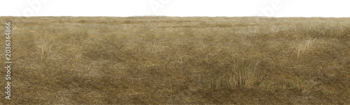 Foto field of wheat/High-resolution sharp texture of dry grass field isolated on white background, perfect for architectural rendering and nature design
