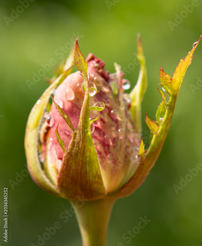 Pink rosebud with dew drops on green leaves