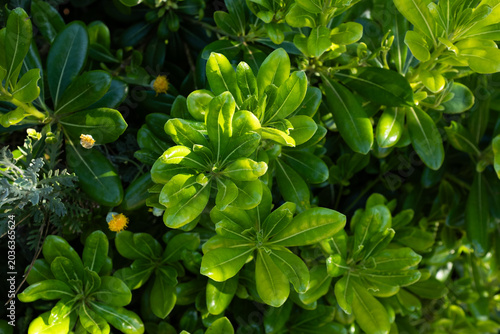 Pittosporum tobira green leaves texture background, lush ornamental shrub foliage, natural pattern, fresh greenery, eco nature concept, botanical backdrop with copy space
