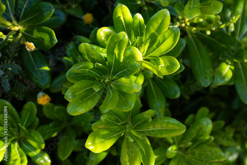 Pittosporum tobira green leaves texture background, lush ornamental shrub foliage, natural pattern, fresh greenery, eco nature concept, botanical backdrop with copy space
