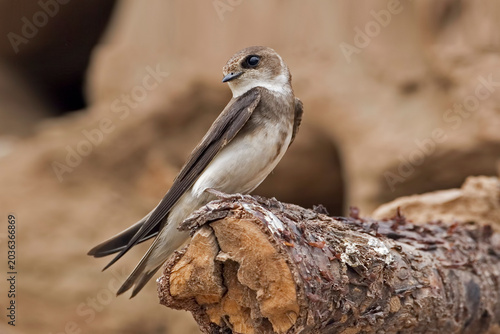 Bank Swallow or Sand Martin, Riparia riparia, close up view