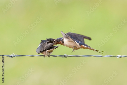 Barn Swallow, Hirundo rustica, feeding young in flight
