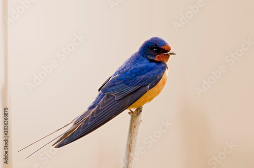 Barn Swallow, Hirundo rustica, perched on a reed