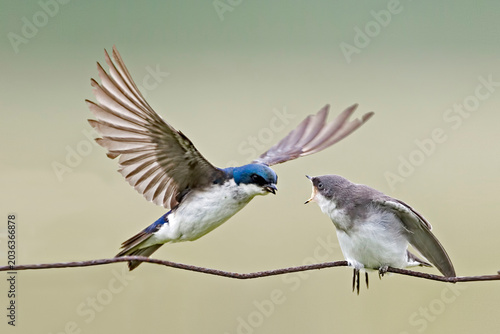 Male Tree Swallow, Tachycineta bicolor, feeding young bird