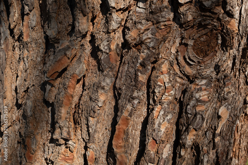 Tree bark texture close up, rough wood surface pattern, natural background, brown trunk detail, forest texture, organic material, copy space