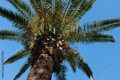 Tall palm tree with green leaves against blue sky, tropical nature background, exotic plant in sunlight, summer vacation and travel concept