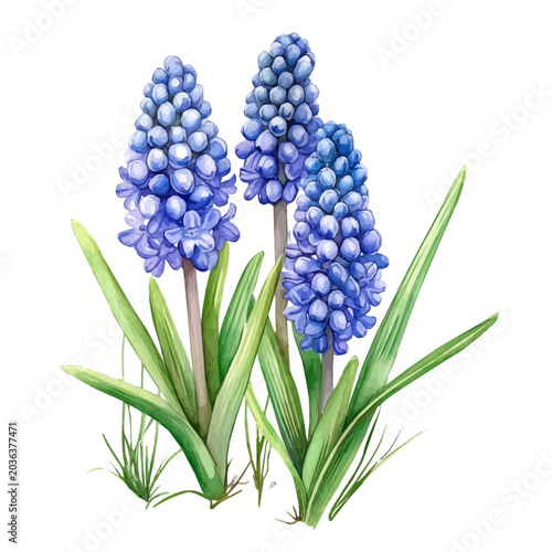 Fotografie Grape Hyacinth Flower, watercolor illustration, vector, isolated on a white background