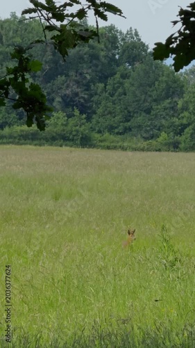 Roe deer-chevreuil d’Europe (Capreolus capreolus), Auvergne, France.
