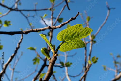 Young fig tree leaves and ripening figs on branches against blue sky, fresh green Ficus carica foliage in sunlight, Mediterranean garden nature background