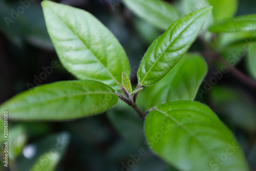 Young green leaves in sunlight close up, fresh plant growth, spring foliage background, natural botanical detail, eco nature concept, soft bokeh, copy space
