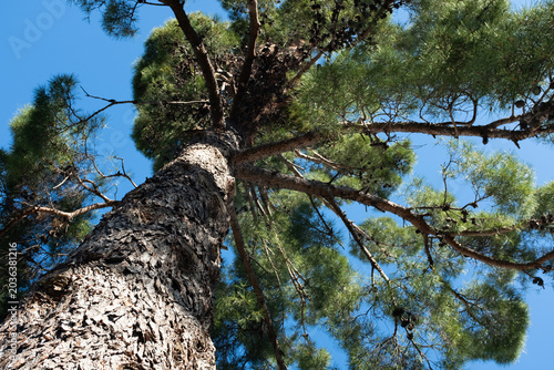 Pine tree trunk and branches from low angle, green needles against blue sky, forest nature background, natural texture, outdoor environment with copy space