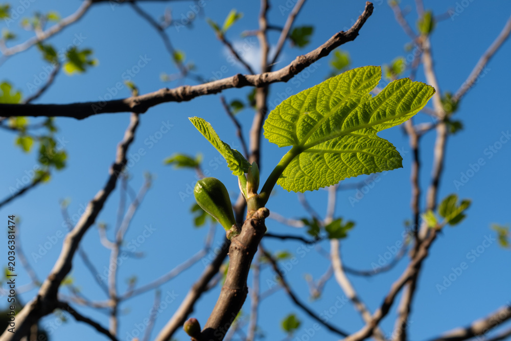 Fototapeta premium Young fig tree leaves and ripening figs on branches against blue sky, fresh green Ficus carica foliage in sunlight, Mediterranean garden nature background
