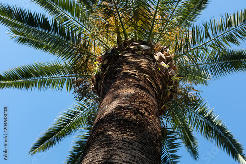 Tall palm tree with green leaves against blue sky, tropical nature background, exotic plant in sunlight, summer vacation and travel concept