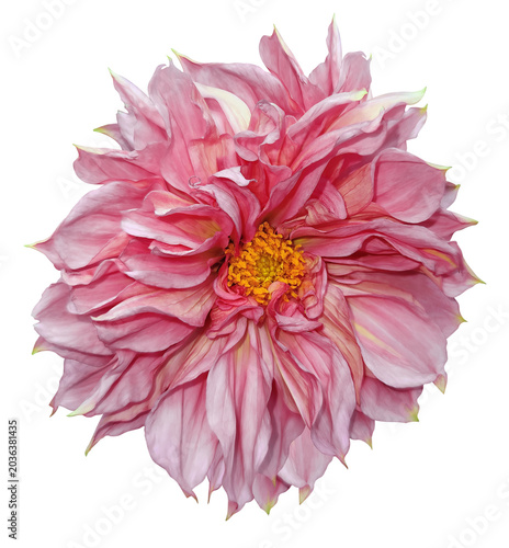 Dahlia  flower  on  isolated background with clipping path. Closeup. For design. Transparent background	