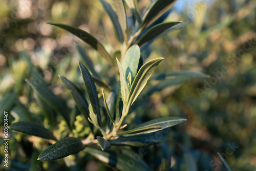 Olive tree blossoms on branch against blue sky, small flowers of olive plant close up, Mediterranean agriculture, spring bloom, botanical detail, copy space