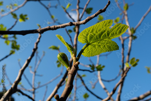 Young fig tree leaves and ripening figs on branches against blue sky, fresh green Ficus carica foliage in sunlight, Mediterranean garden nature background