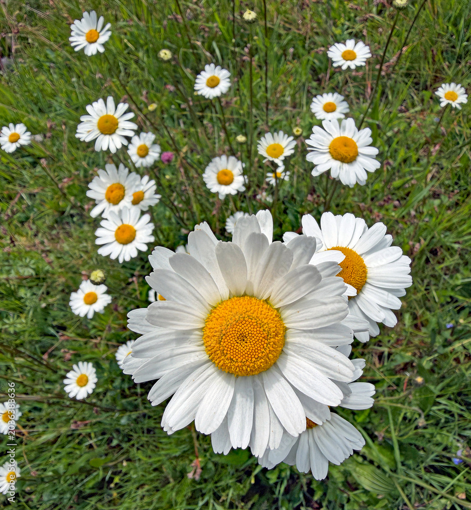Fototapeta premium Wiesen Margeriten
