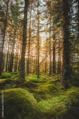 Last Light at the magical woodland of Bakethin Nature Reserve, Kielder Forest, Northumberland May 2026