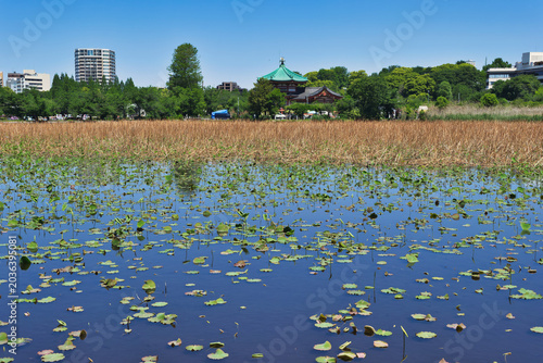 蓮池