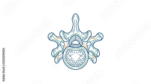 Photos Human Lumbar Vertebra Anatomy Illustration.