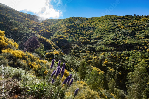 Bild auf Leinwand Blooming meadows in the mountain area of Madeira, Pico Ruivo trail in Portugal
