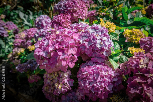 Bright and beautiful hydrangea blooming flowers in Madeira, Portugal