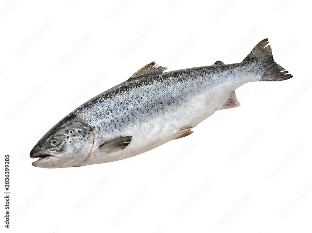 Obraz premium Salmon fish on white background