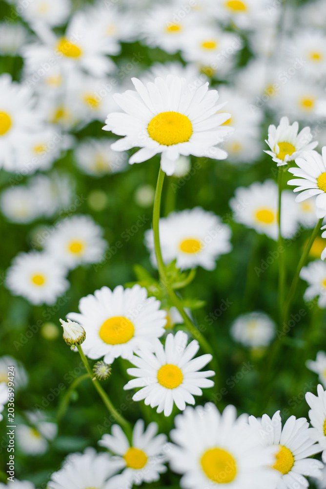 Fototapeta premium White Daisy Flower Blooming In Lush Summer Garden