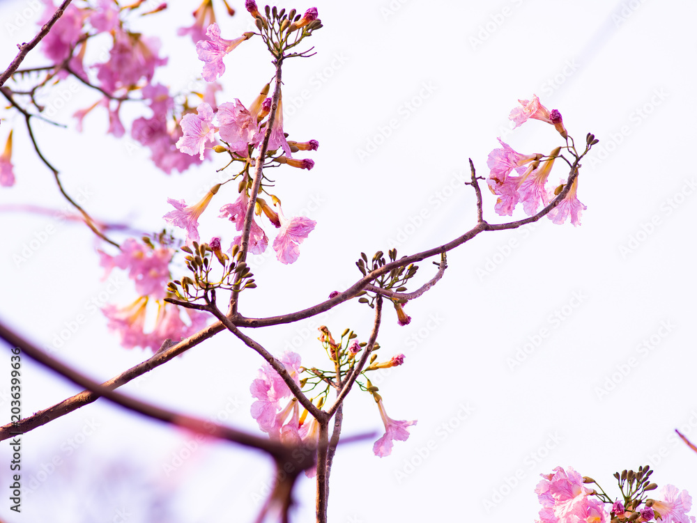 Fototapeta premium Delicate pink tabebuia trumpet flowers with ruffled petals and buds blooming on branch soft romantic spring blossom